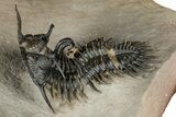 Short-Fork Walliserops Hammi Trilobite - Foum Zguid, Morocco #350501-1